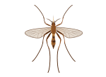 Mosquito Extermination control and removal by Active Pest Control in Georgia and Tennessee