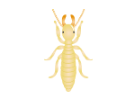 Termite Extermination control and removal by Active Pest Control in Georgia and Tennessee