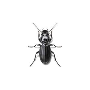 Ground beetle information and control - Active Pest Control
