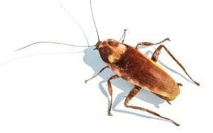 Cockroach on white background