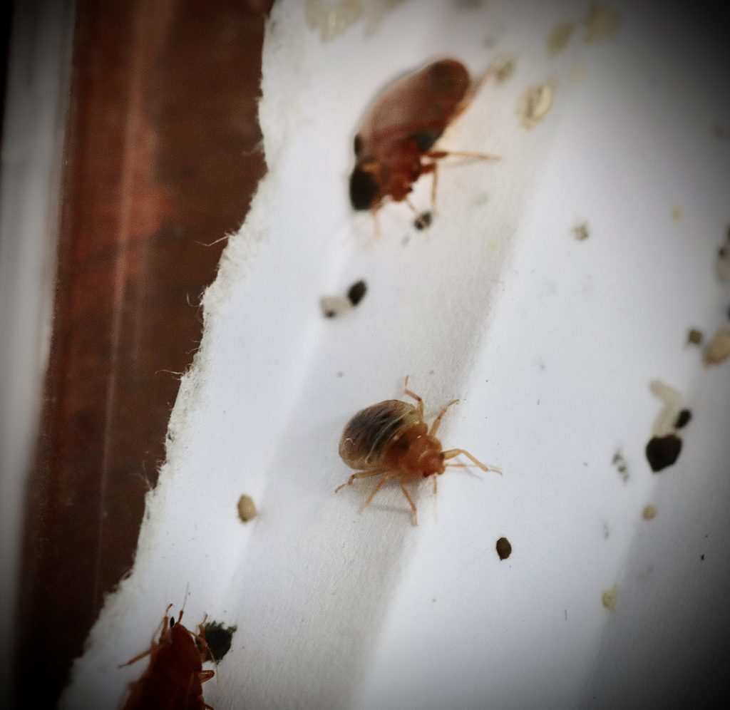 Bed Bugs