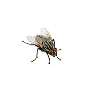 Flesh fly identification - Active Pest Control