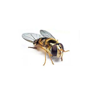 Hover fly identification - Active Pest Control