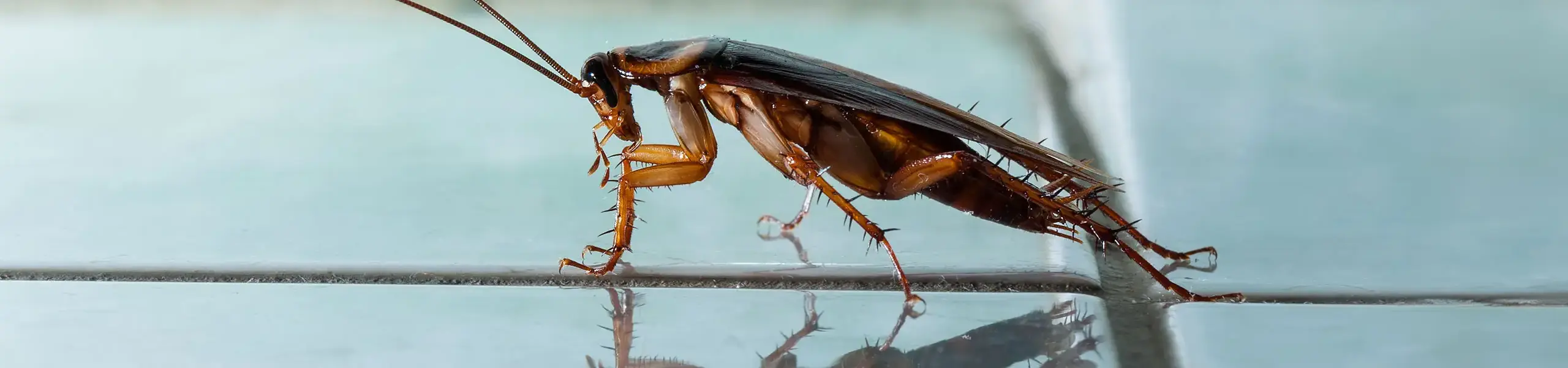 Closeup of a cockroach with blue background | Active Pest Control serving Georgia