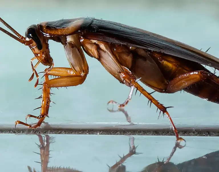 Closeup of a cockroach with blue background | Active Pest Control serving Georgia