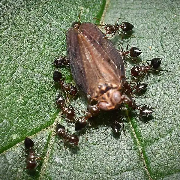 Acrobat ant identification - Active Pest Control