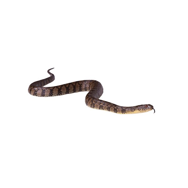 Banded water snake trapping and removal - Active Pest Control