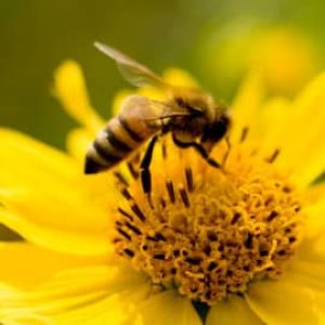 When to Call aHornet and Wasp Exterminator in your area
