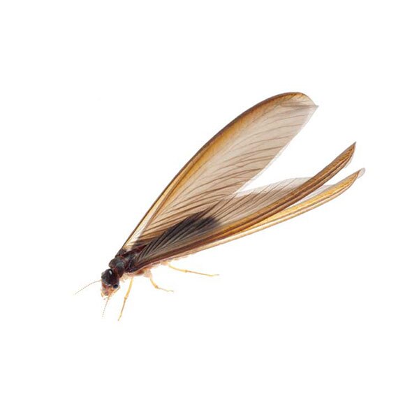Drywood termite information and prevention - Active Pest Control