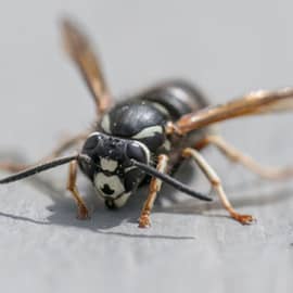 Are Bees andHornets Dangerous? in your area