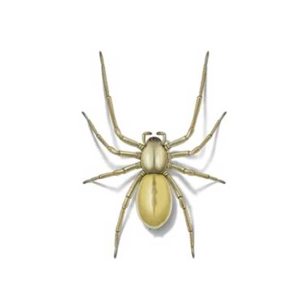Sac spider information and control - Active Pest Control