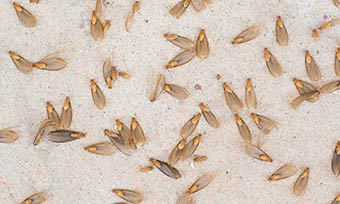 tlc-signs-of-termite-infestation-img Learn signs of a termite infestation - Active Pest Control