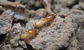 tlc-termite-life-cycle-img Learn about the termite life cycle - Active Pest Control