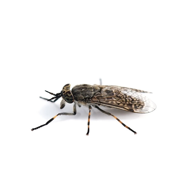 Horse fly identification and information  - Active Pest Control