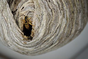 Bee, Wasp, and Hornet Nest Removal in your area