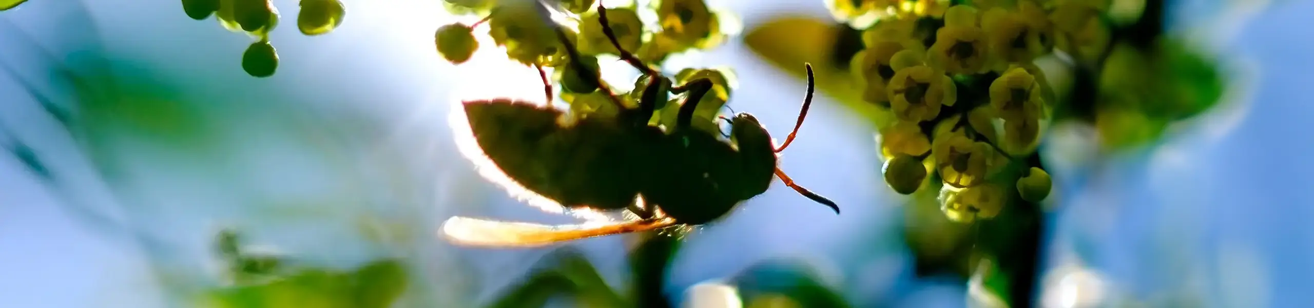 Bee hanging on a flowery branch | Active Pest Control serving Georgia