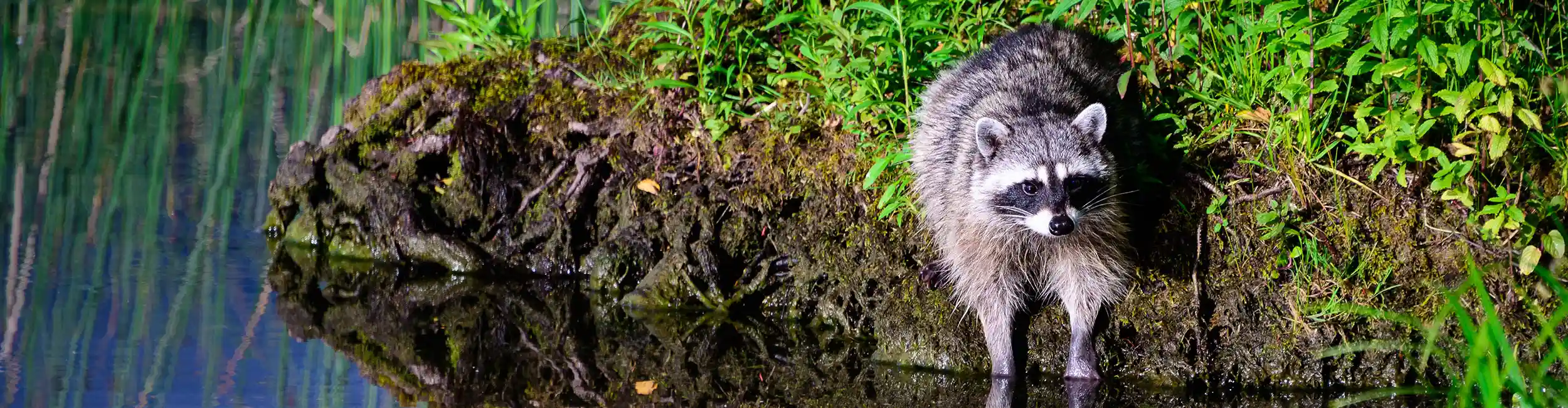 Raccoon sitting at edge of a pond with it's front paws in the water | Active Pest Control serving Georgia