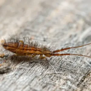 Springtail crawling on a bed's comforter