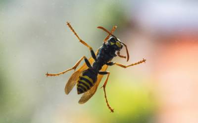 a wasp on a car window trying to get inside a georgia car