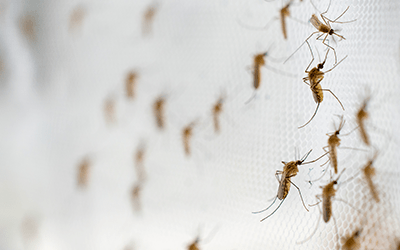 Mosquitos on screen in Georgia