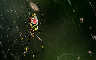 Joro Spider with Active Pest Control serving Calhoun, GA