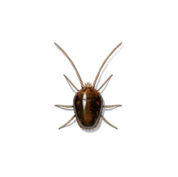 Clover mite information and control - Active Pest Control