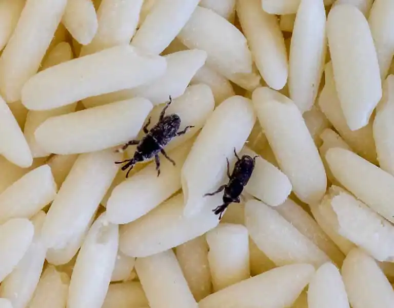 Closeup of Rice Weevils crawling over rice grains | Active Pest Control serving Georgia