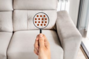 Image of a hand with a magnifying glass looking at red bed bugs on a couch