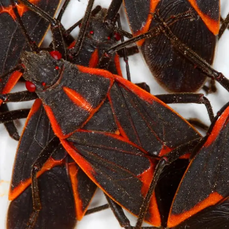 A swarm of boxelder bugs closeup | Active Pest Control serving Georgia