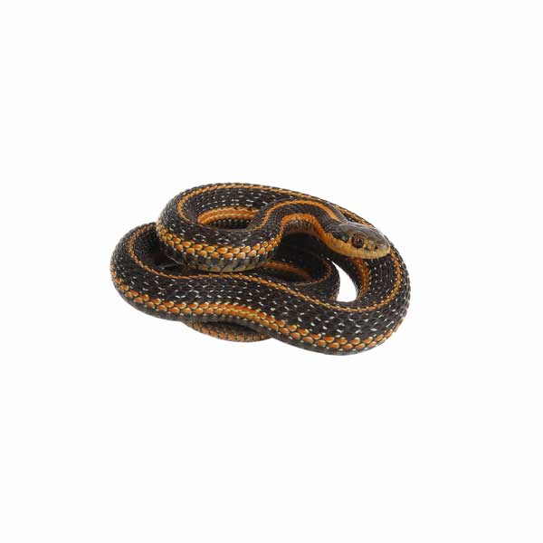 Garter snake information and control  - Active Pest Control