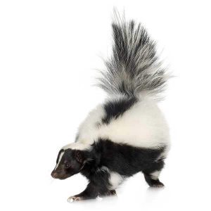 Skunk identification - Active Pest Control