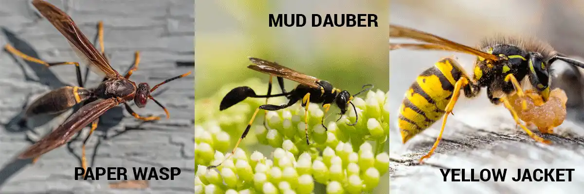 panels showing 3 common wasps in georgia - paper wasp, mud dauber, yellowjacket - with physical differences to help with how to tell them apart