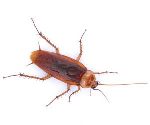 American cockroach information - Active Pest Control