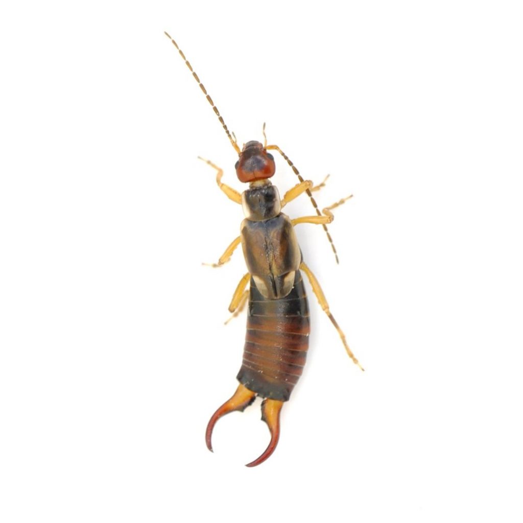 Earwig - Active Pest Control