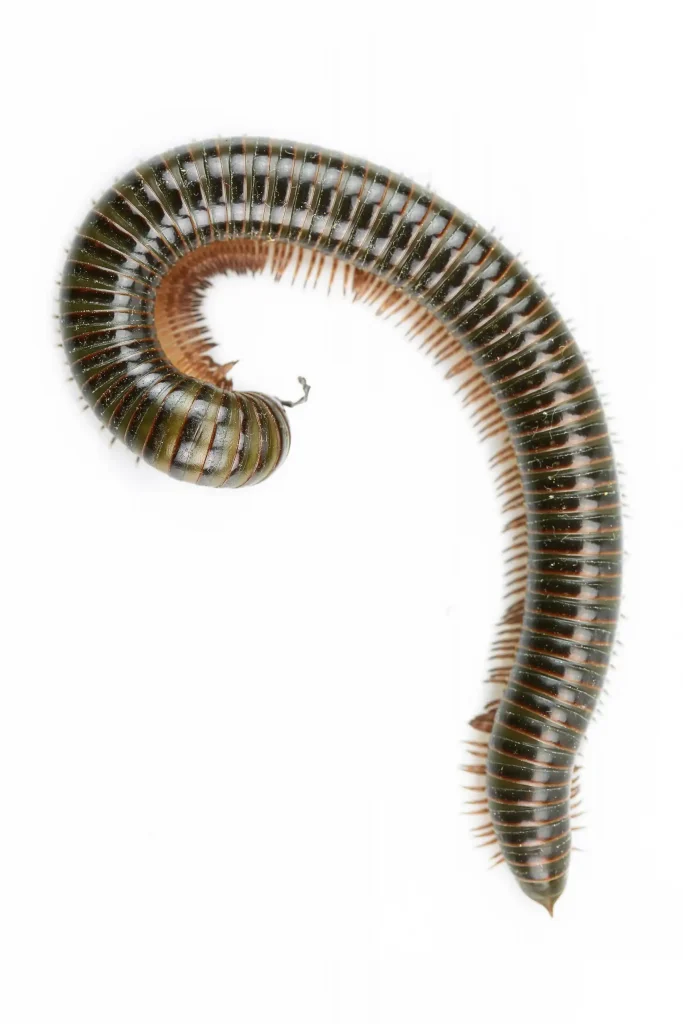 Millipede - Active Pest Control