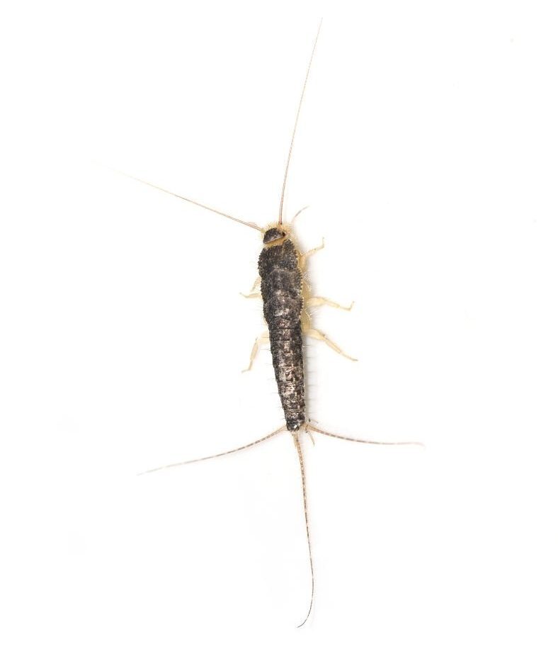 Silverfish - Active Pest Control