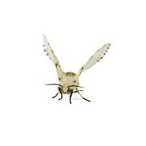 Webworm Identification, Habits & Behavior - Active Pest Control