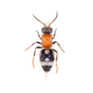 Velvet ant control and prevention - Active Pest Control