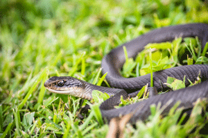 Snake in grass