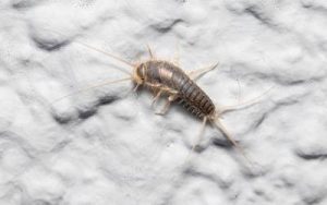 What silverfish look like in Atlanta GA - Active Pest Control