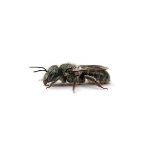 Sweat bee identification  - Active Pest Control