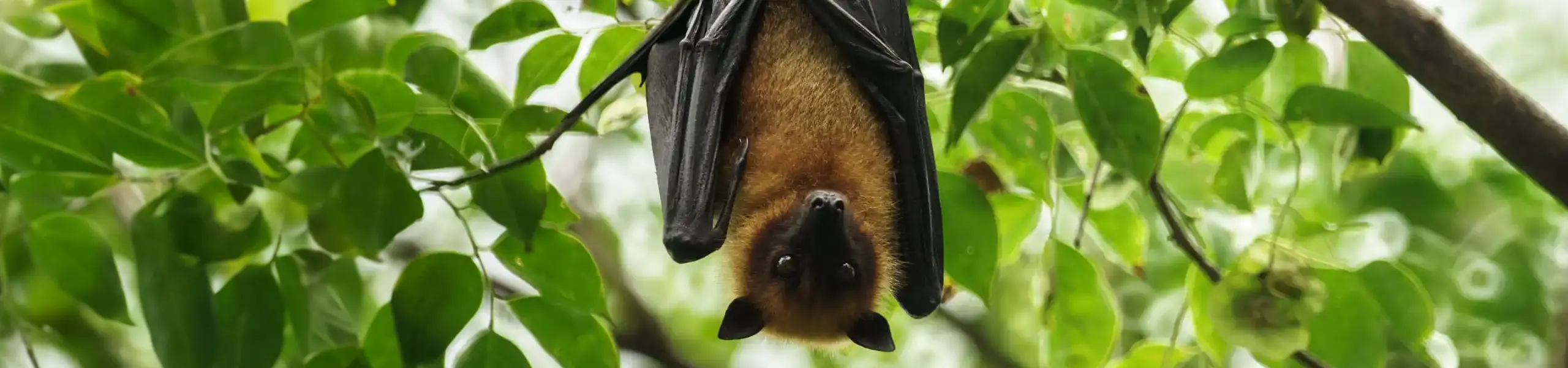 Bats hanging upside down sleeping | Active Pest Control serving Georgia