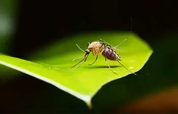 Mosquito Identification in your area