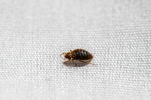 A single bed bug on a mattress