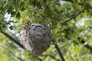 View of Bald-faced hornets (Dolichovespula Maculata) nest in a tree