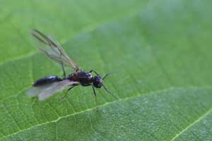 What carpenter ants look like Active Pest Control