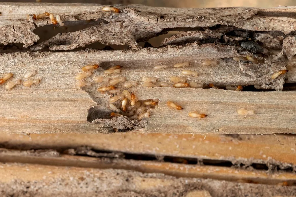 Cluster of termites on a wooden log