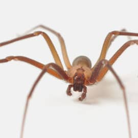 Poisonous Spidersin the Southeast in your area