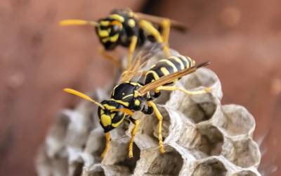 Are Wasps Dangerous to Humans? in your area