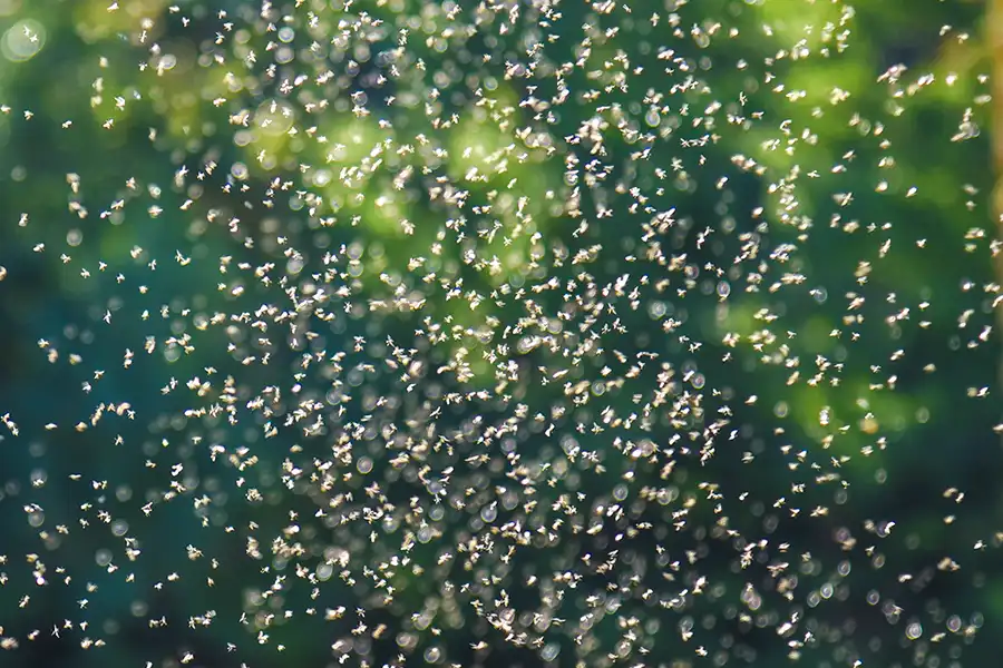 ﻿How to treat and repel mosquitoes - Active Pest Control